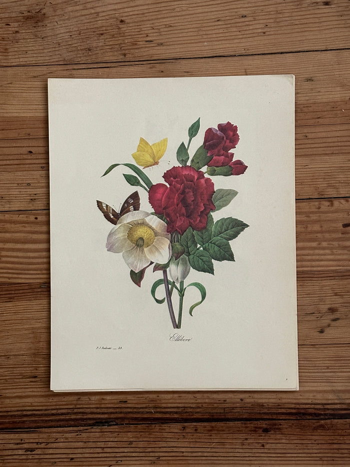 Vintage Botanical Print 6