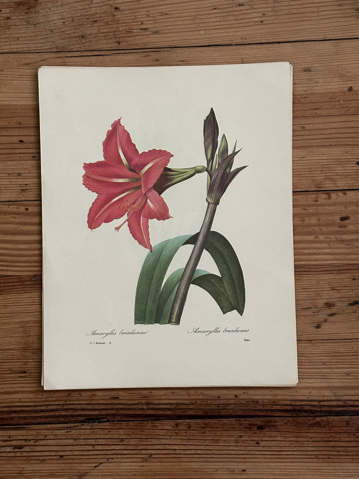 Vintage Botanical Print 3