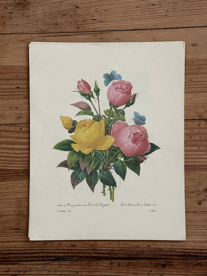 Vintage Botanical Print 7
